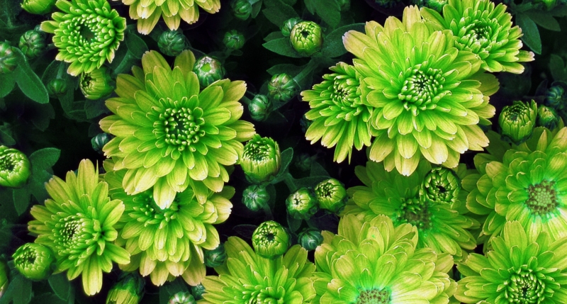 Chrysanthemum with Dense Petal Structure and Globular Shape