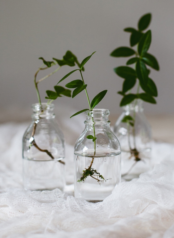 Clear Bud Vase Set Embossed Glass Minimalist Propagation Station
