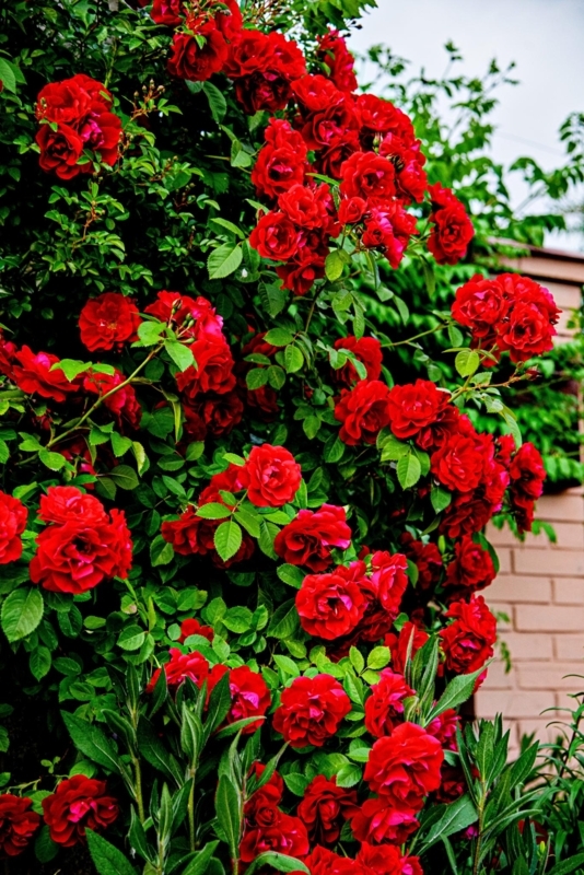 Climbing Rose Bush: Dense Blooms against Brick Wall Contrast
