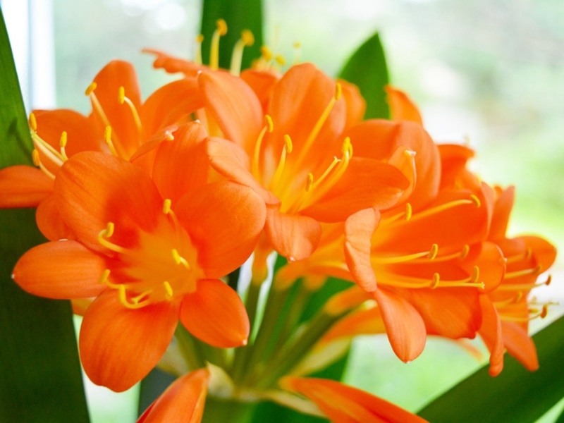 Clivia Houseplant: Trumpet Shaped Flowers & Strap Like Leaves Indoor Decor.