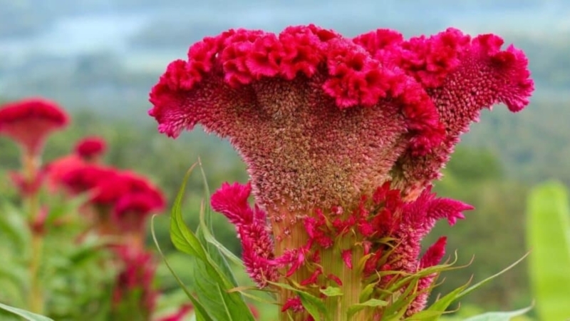 Cockscomb Flower: Crested Bloom with Velvet Texture for Landscaping