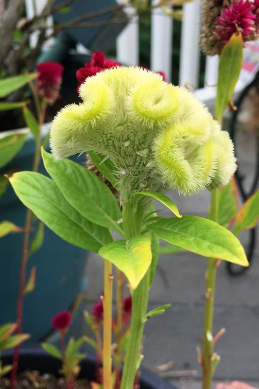 Cockscomb Flower with Brain-Like Texture and Wavy Ridges