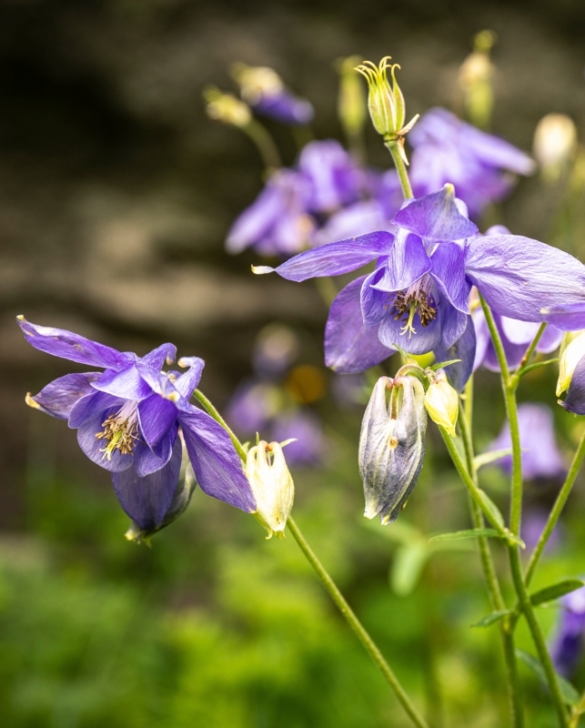 Columbine Flower with Spurred Petals and Nodding Blooms
