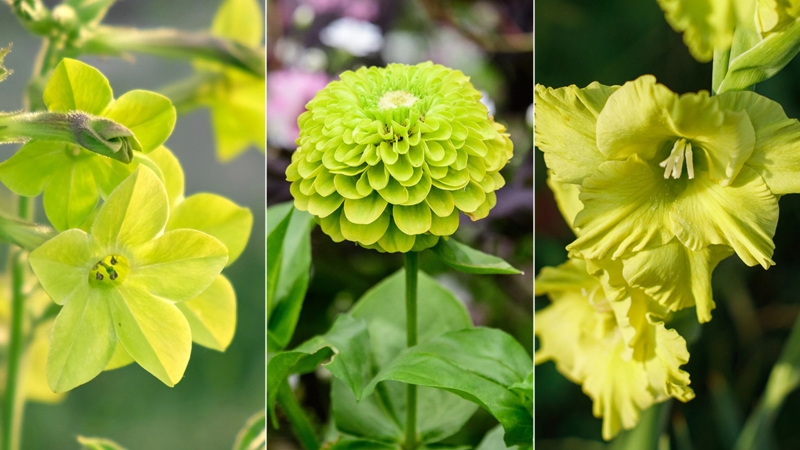 Composite Graphic of Varied Floral Textures and Green Palette