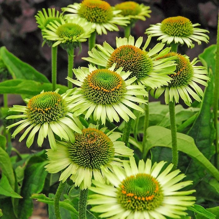 Coneflowers with Prominent Central Cones and Lime Green Petals