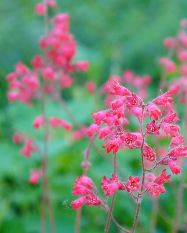 Coral Bells: Delicate Bell Shaped Garden Blooms