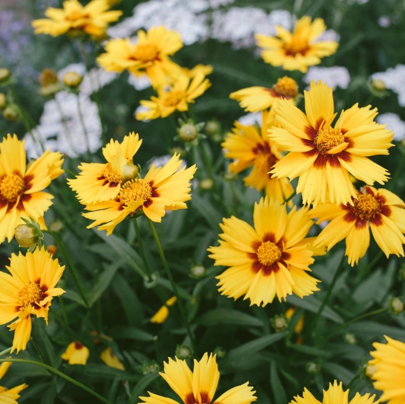 Coreopsis Flowers with Bicolor Notched Petals and Dark Centers