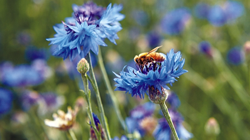 Cornflower Blue Flower Honey Bee Delicate Petals Wildflower Aesthetic
