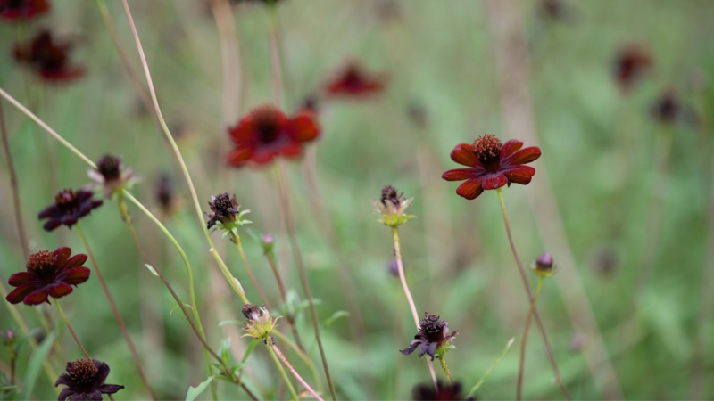 Cosmos Flowers Dramatic Chocolate Toned Petals and Dark Center Disk