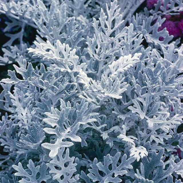 Cottage Garden Foliage Plant with intricate dusty miller texture.