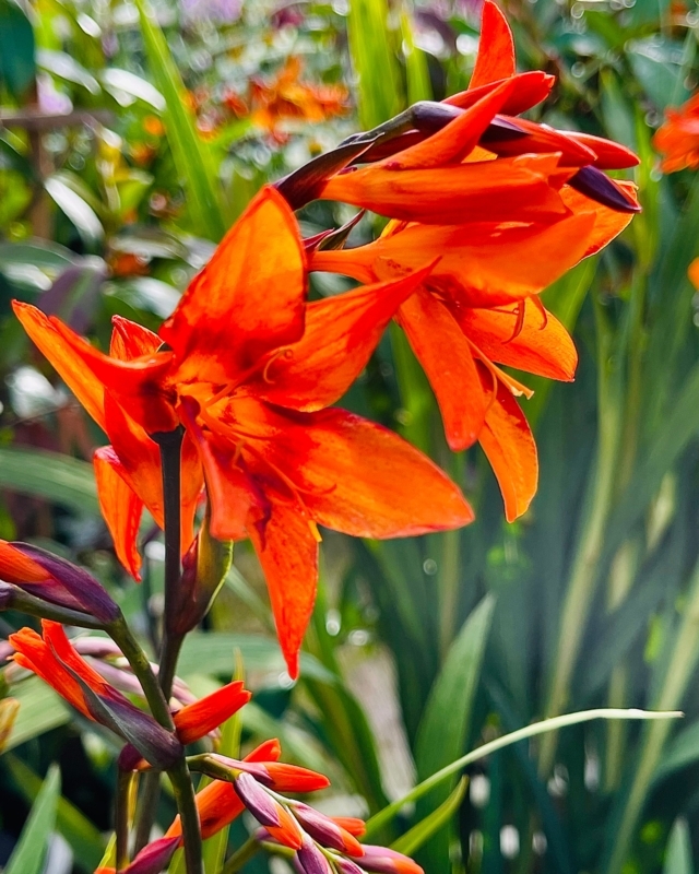 Crocosmia Flower: Arching Stems & Vibrant Orange Garden Blooms.