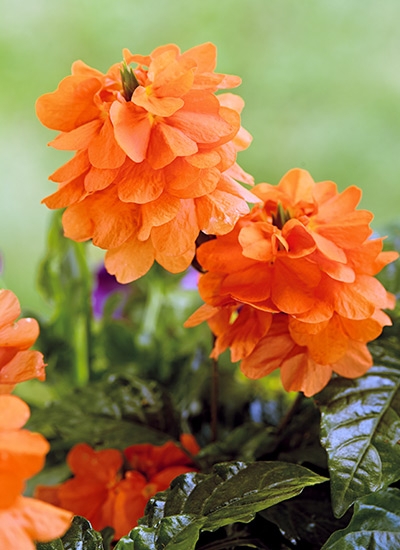 Crossandra Flower: Spike Inflorescence & Glossy Foliage Garden Accent.