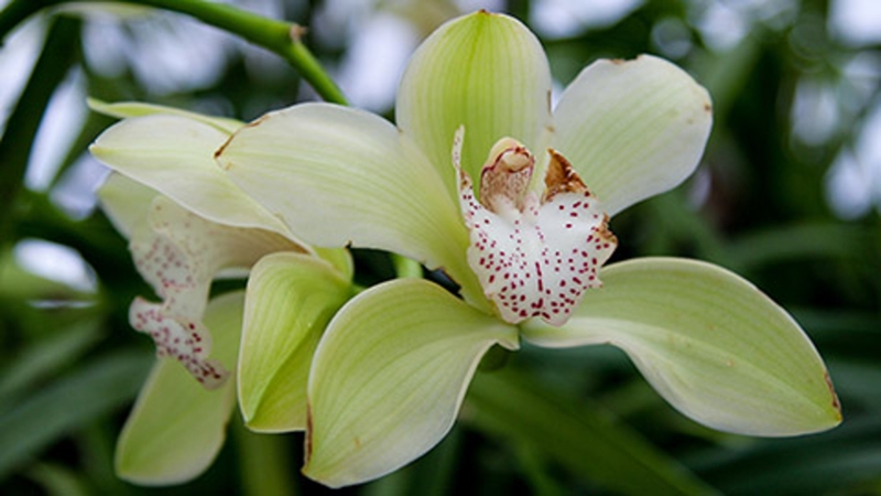 Cymbidium Orchid with Green Petals and Burgundy Speckled Lip