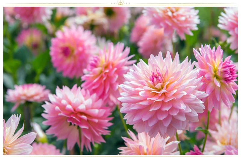 Dahlias: Symmetrical Layered Petal Flower Texture
