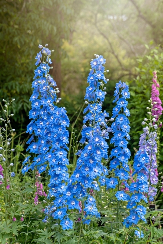 Delphiniums Tall Spikes Saturated Color Vertical Growth Sun Garden