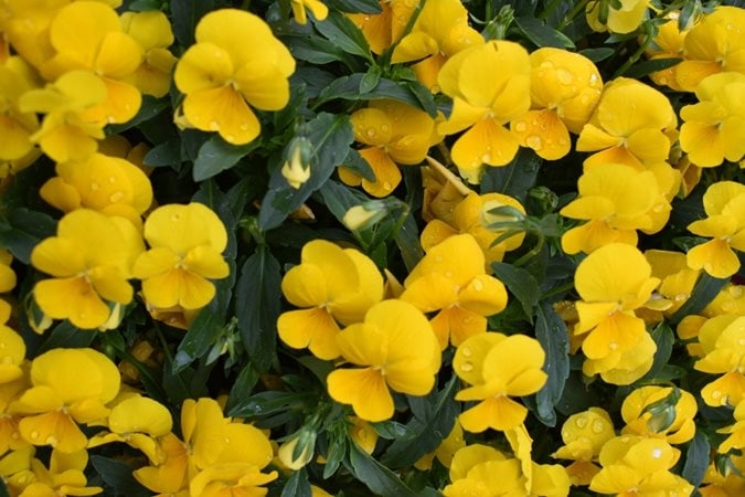 Dense Pansies with Heart-Shaped Petals and Water Droplets