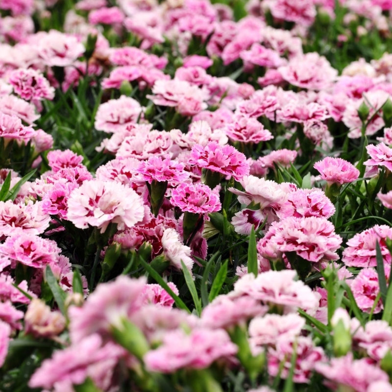 Dianthus Flowers: Fringed Pink and White Variegated Blooms