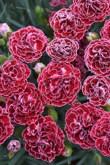 Dianthus Flowers: Ruffled Petals with White Picotee Edges