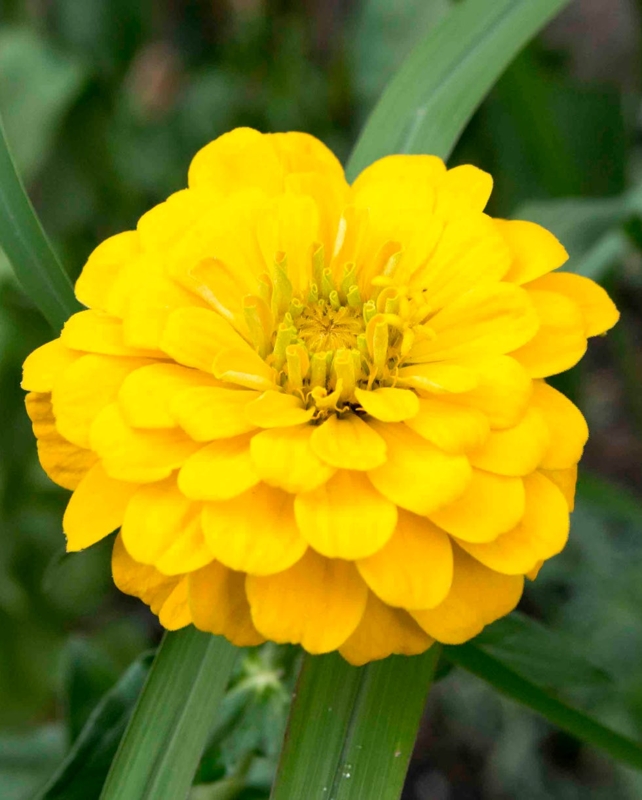 Double Bloom Zinnia with Dense Multi-Layered Rounded Petals