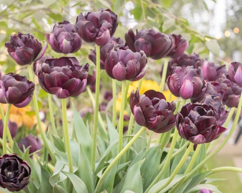 Double Late Tulips Dramatic Deep Plum Color with Ruffled Silhouette