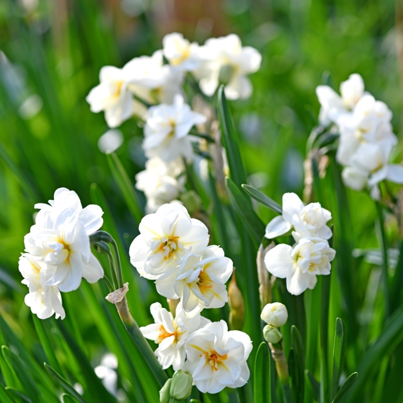 Double White Narcissus Flowers with Ruffled Petals for Spring Garden