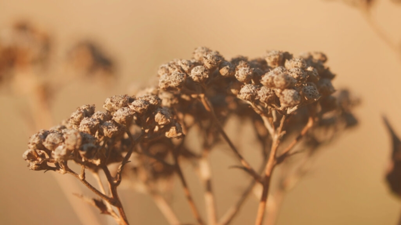 Dried Botanical Stems Rustic Warm Monochromatic Palette Clustered