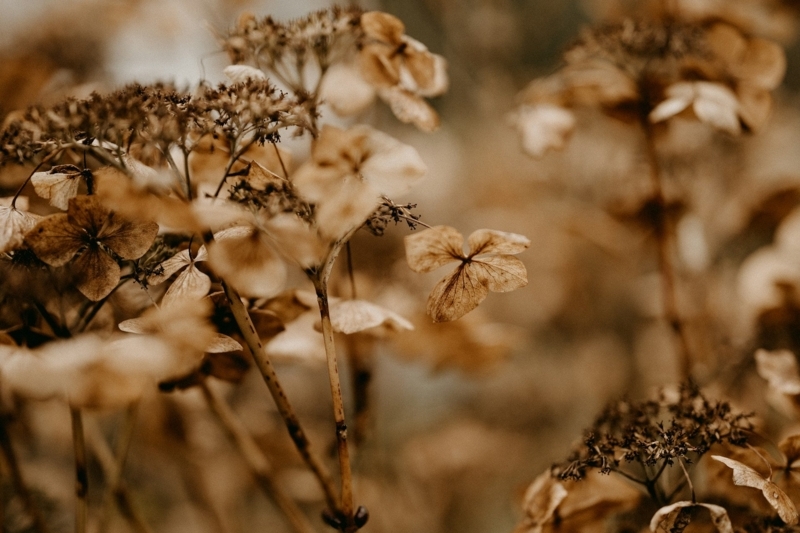 Dried Flowers Rustic Sepia Tones with Papery Petal Texture