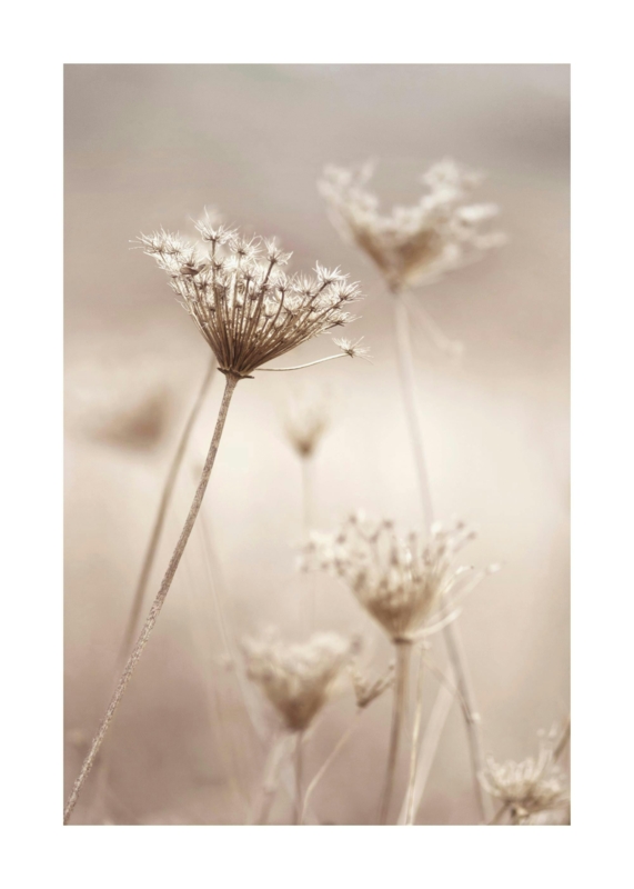 Dried Plant Aesthetic Print: Skeletal Structure, Sepia Tone