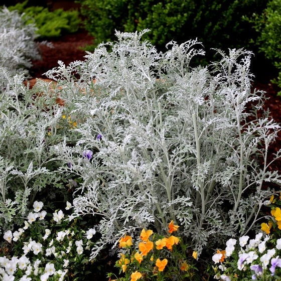 Dusty Miller Plant landscape pairing with deeply lobed felted foliage.