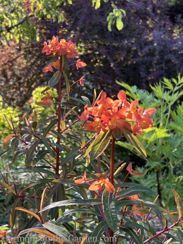 Euphorbia Fireglow: Red Stems & Clustered Bracts Architectural Plant.
