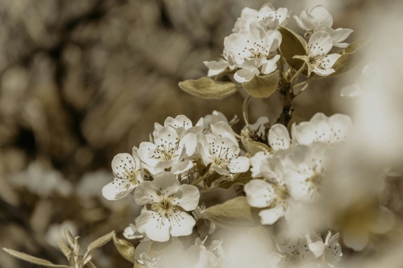 Floral Blossoms: Delicate Sepia Toned Nature Photography