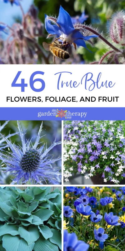 Floral Collage Text Overlay Varied Botanical Textures Spiky Broad Leaves