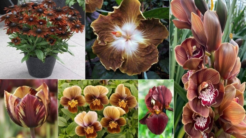 Floral Collage Unique Bronze and Mahogany Garden Varieties
