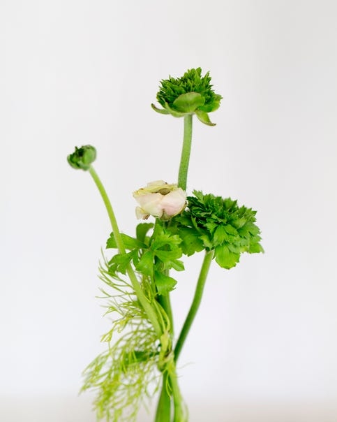 Flower Arrangement of Ranunculus Blooms with Feathery Leaves