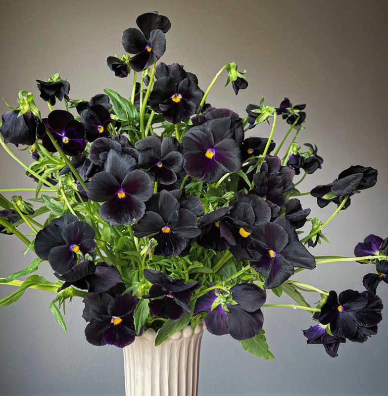 Flower Arrangement with Moody Black Pansies in a Ribbed Vase