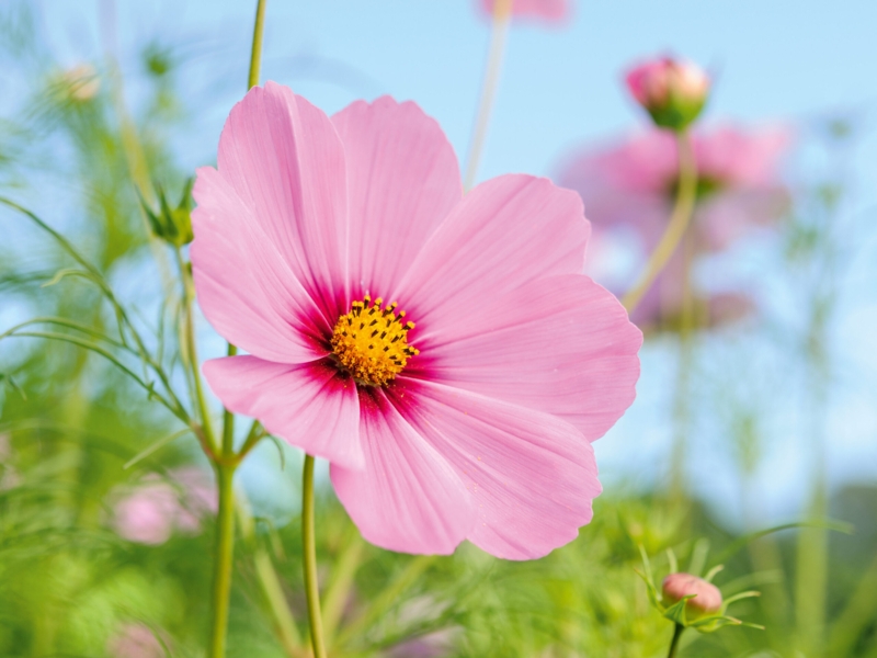 Flower Bloom: Cottage Garden Cosmos with Yellow Center
