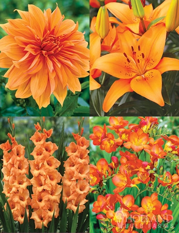Flower Bulb Collection: Monochromatic Orange Mix & Diverse Shapes.