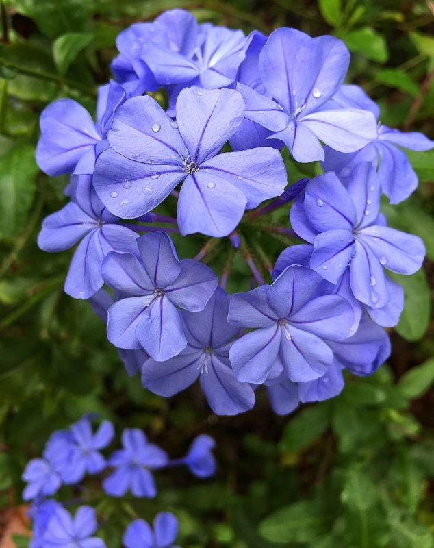 Flower Cluster Water Droplets Sky Blue Petals Fresh Tropical Garden