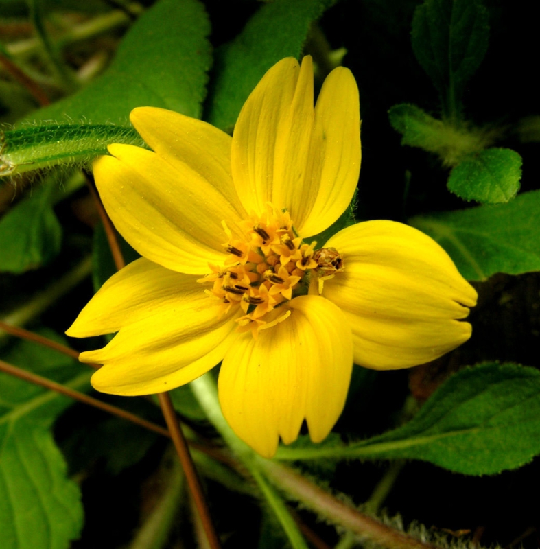 Flower Five Petals with Fuzzy Stems, Low Growing Woodland Groundcover