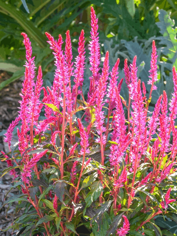 Flower Plant: Magenta Celosia Spikes with Dark Foliage
