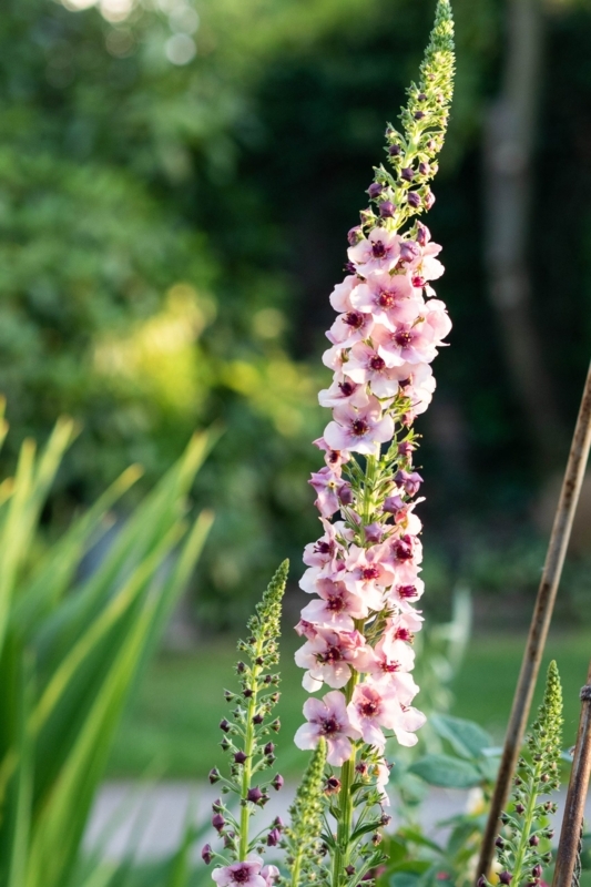 Flower Spike: Tall Verbascum with Burgundy Eye