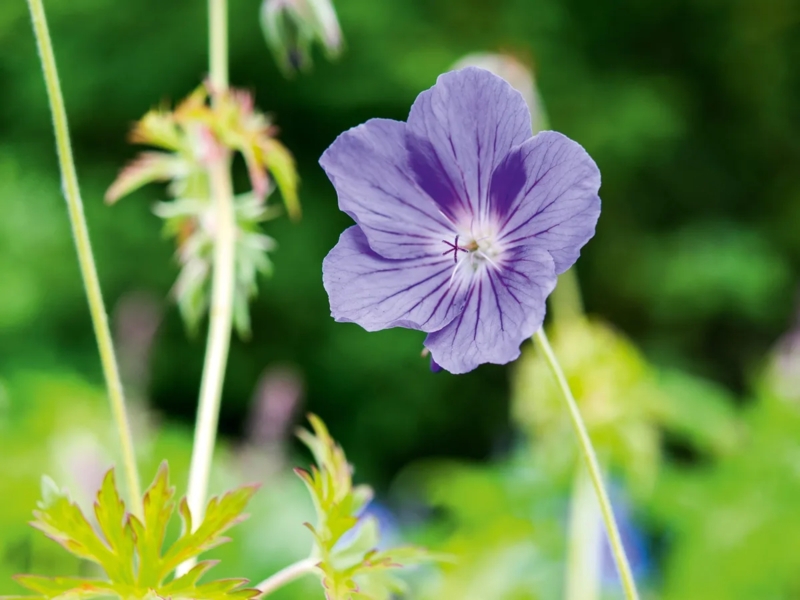 Flower with Intricate Veining and Five Petals for Cottage Gardens