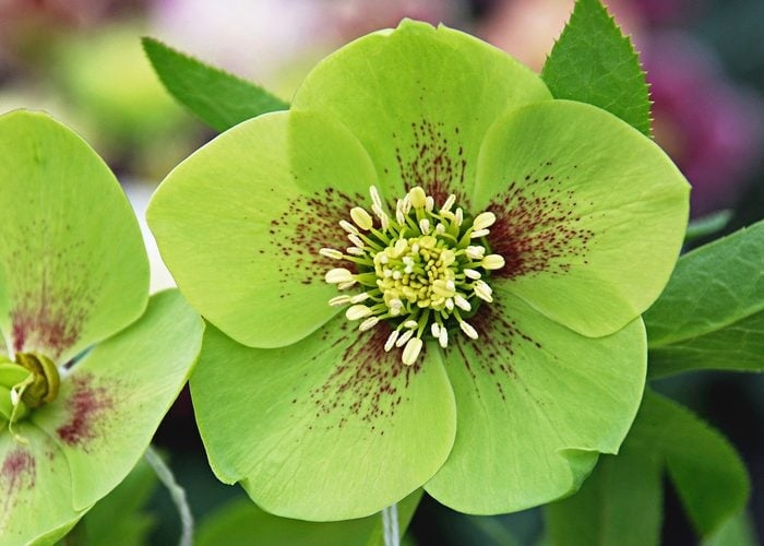 Flower with Maroon Speckles on Lime Green Petals in Garden