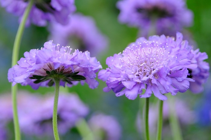 Flower with Pincushion Center and Frilled Petals for Cottage Gardens