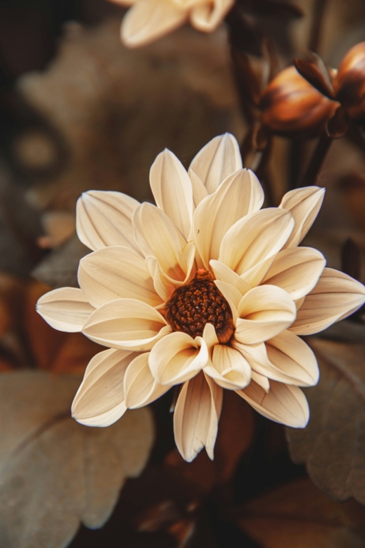 Flower with Pointed Tips, Layered Petals and Textured Center