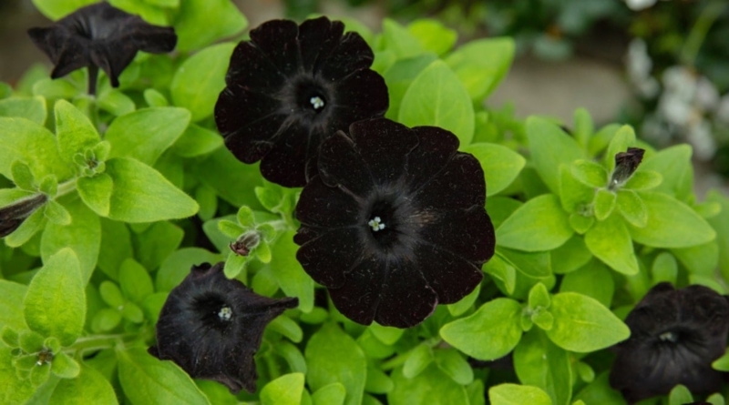 Flower with Velvet Black Petals and High Contrast Garden Foliage