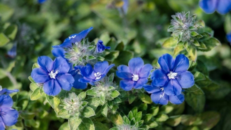 Flowering Groundcover Fuzzy Silver Green Foliage Velvety Texture Blue