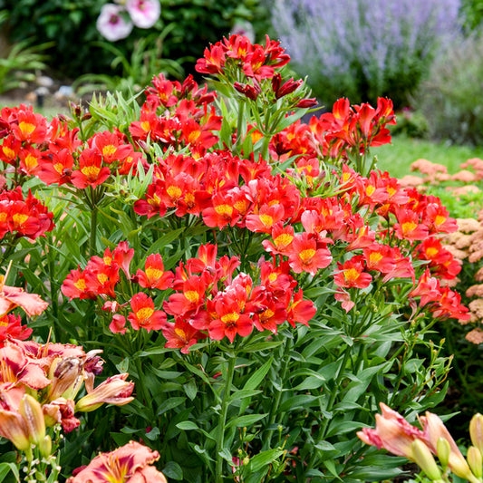 Flowering Perennial: Dense Floral Habit, Red Petals with Orange Centers