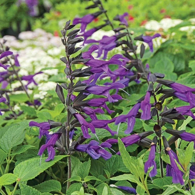Flowering Perennial Plants with Dark Stems and Tubular Shape