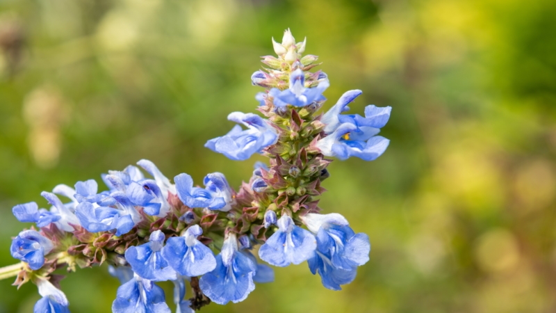 Flowering Perennial Tubular Blooms Tiered Clusters Vertical Structure